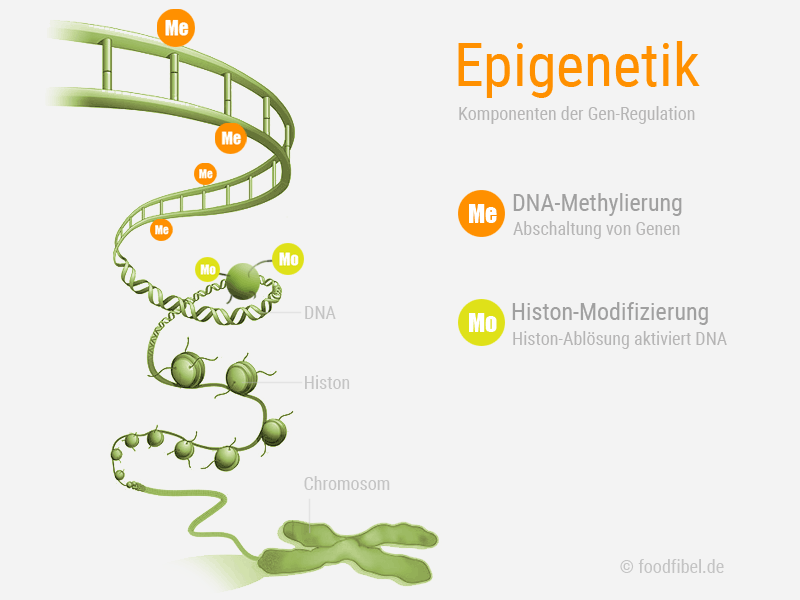 Abbildung: Epigenetik, DNA-Methylierung und Histon-Modifizierung