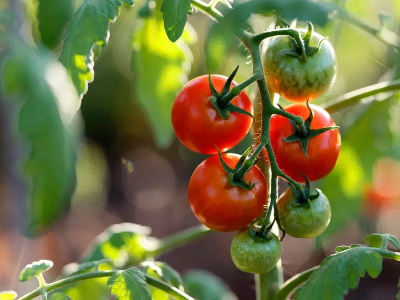 Tomatenrispe am Strauch mit reifen und unreife Tomaten. © Foodfibel.de
