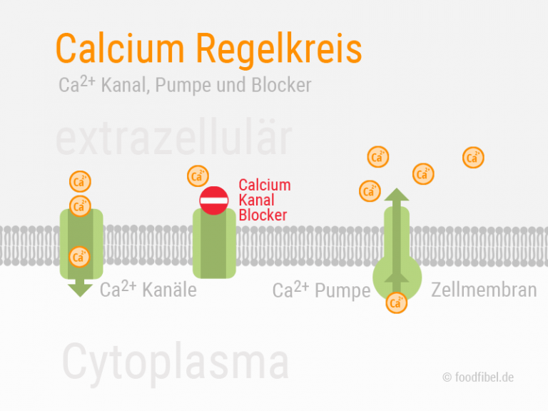Warum sind Calcium Tabletten keine gute Idee? Foodfibel