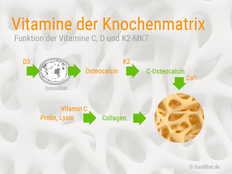 Wirkung von Vitmain D und Vitamin K2 auf Collagen und Knochenmatrix.