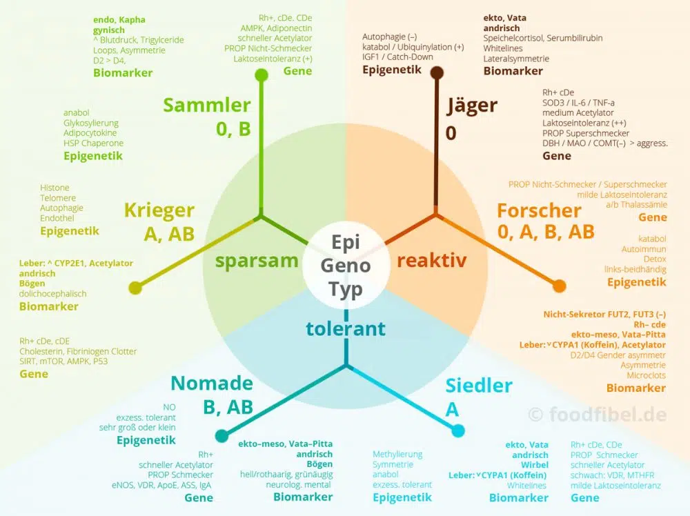 Schaubild: Die menschlichen Epigenotypen und ihre Typmerkmale als Biomarker, Gene u.E Epigenetik. (c) Foodfibel.de