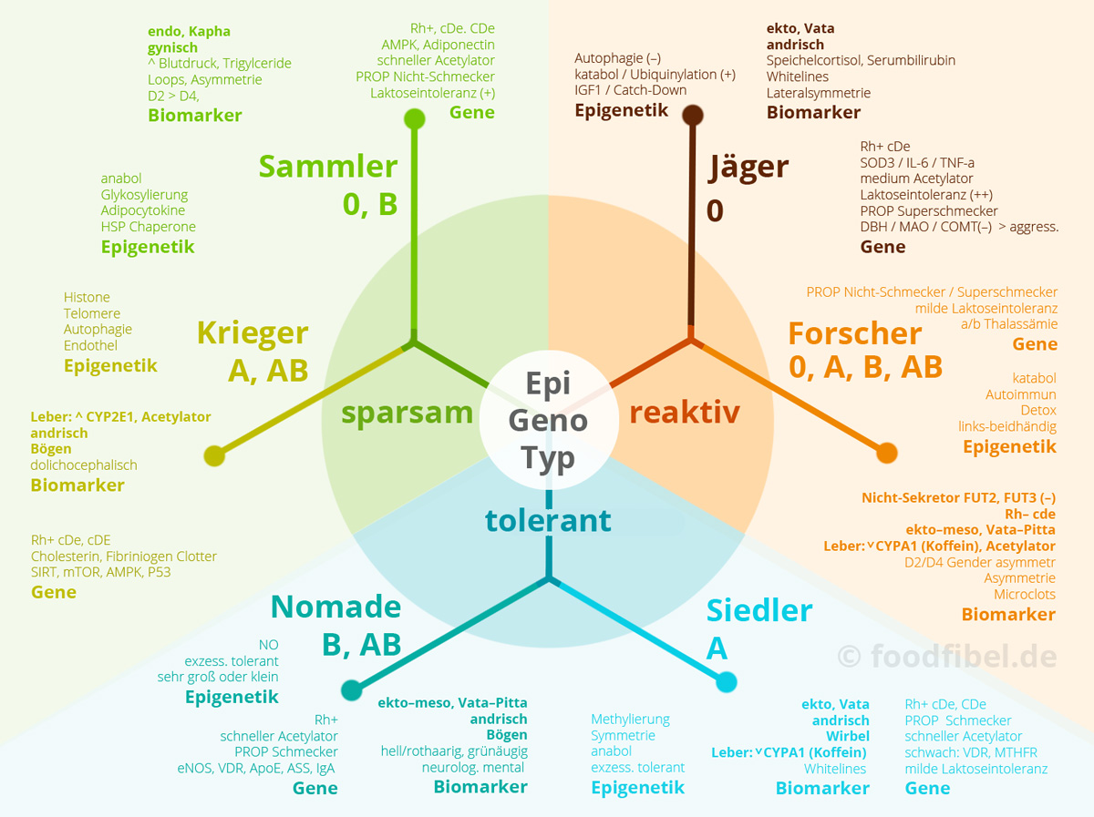 Schaubild: Die menschlichen Epigenotypen Jäger, Forscher, Siedler, Nomade, Krieger und Sammler. Mit den jeweiligen Faktoren: Biomarker, Epigenetik, Gene. © Foodfibel.de