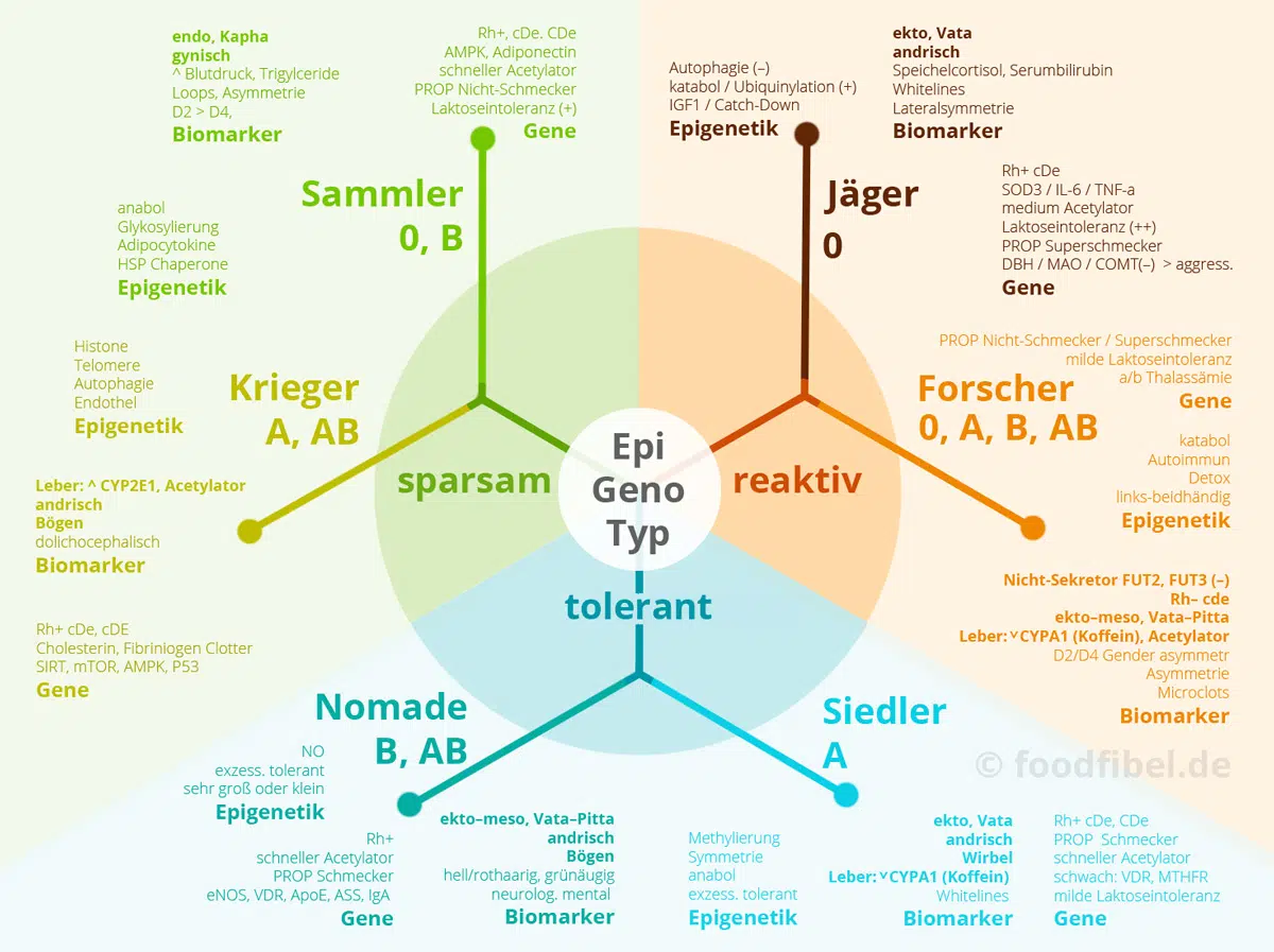 Schaubild: Die menschlichen Epigenotypen Jäger, Forscher, Siedler, Nomade, Krieger und Sammler. Mit den jeweiligen Faktoren: Biomarker, Epigenetik, Gene. © Foodfibel.de