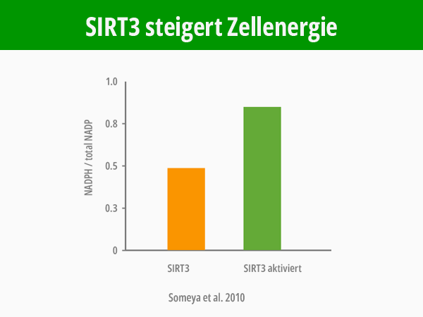 SIRT3 steigert Zellenergie: Balkendiagramm nach Somey et al. 2010.