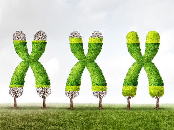 Symbolbild von Telomeren. Diese dargestellt als Bäume, deren Baumkronen von links nach rechts wieder dichter werden.