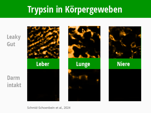 Wissenschaftliches Schaubild: Nachweis von Trypsin in Körpergeweben. Bei Leaky Gut und intaktem Darm.  ©  Aging by Autodigestion", Schmid-Schoenbein et al. 2024