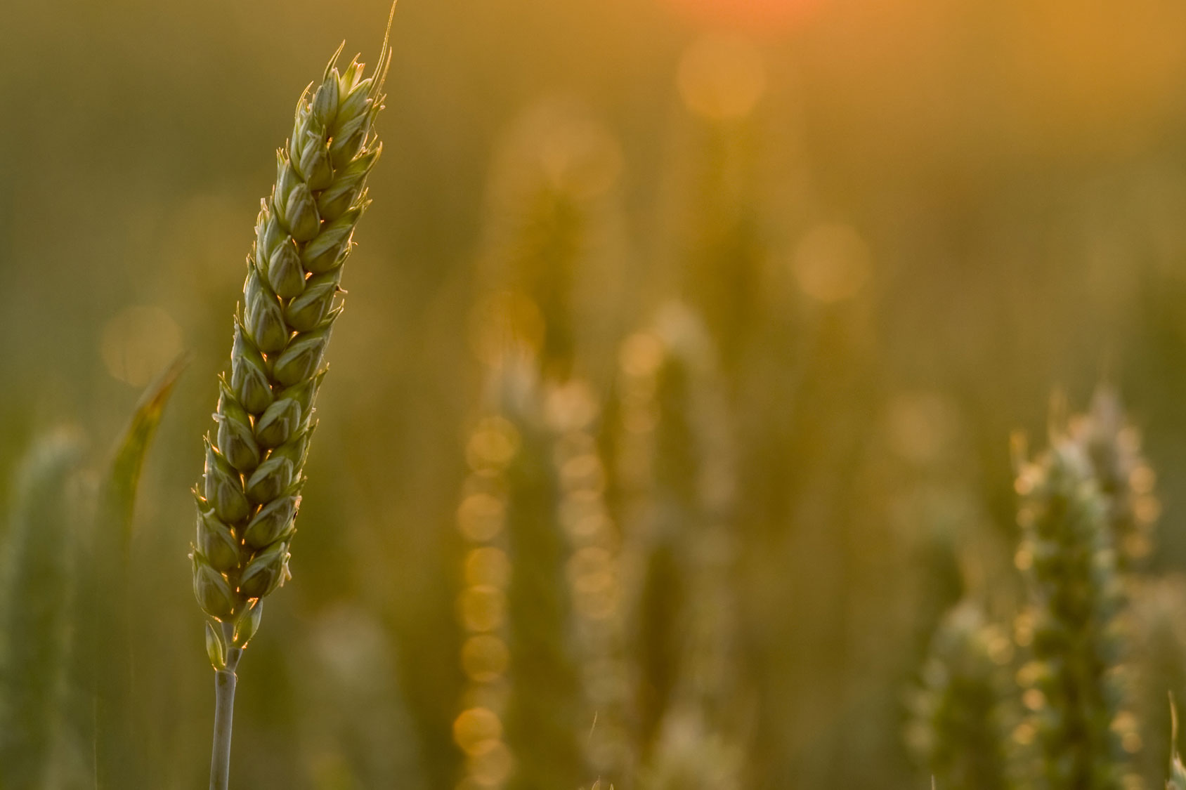 Die Dinkel-Lüge: wenn man uns Weizen als Dinkel verkauft