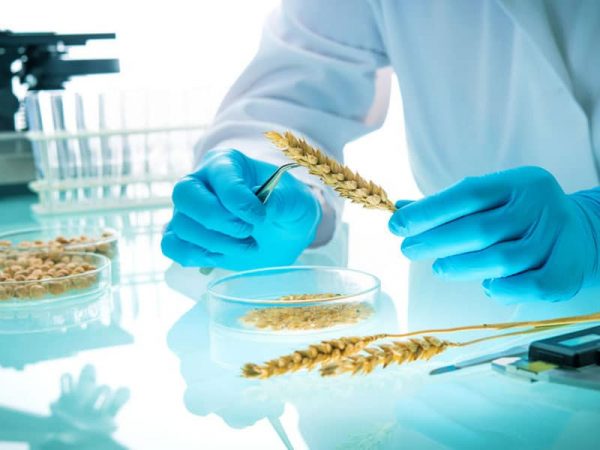 Getreide-Ähre wird im Labor untersucht. Researcher analyzing agricultural grains and legumes in the laboratory, © Alexander Raths, #123201508 123rf.com.