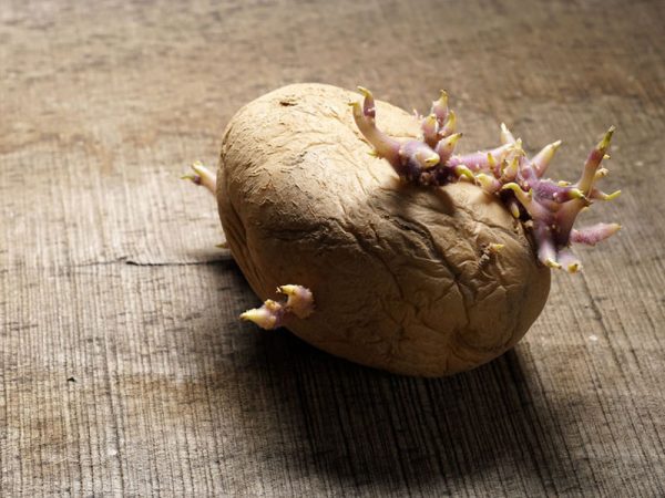 Gekeimte Kartoffel auf Holztisch. Keimknolle von Solanum tuberosum. Nahaufnahme der Natur. Foto: © Iskra Antova, # 96211604 123rf.com