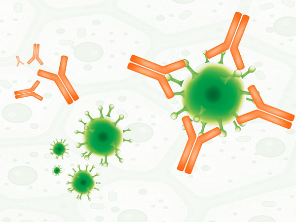 Infografik: Das Prinzip Antigen und Antikörper. © Foodfibel.de und pattarawit 123rf.com.