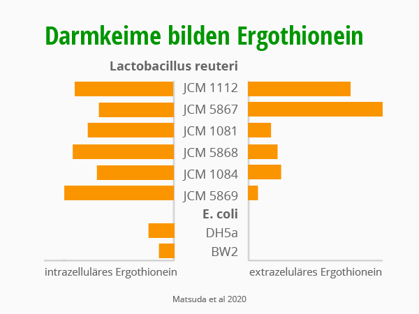 Mikrobiom und Dramkeime bilden Ergonthionein. Vergleich Lactobcillus reuteri JMC 1112 5867 mit E.coli. Matsuda et al 2020. © foodfibel.de.