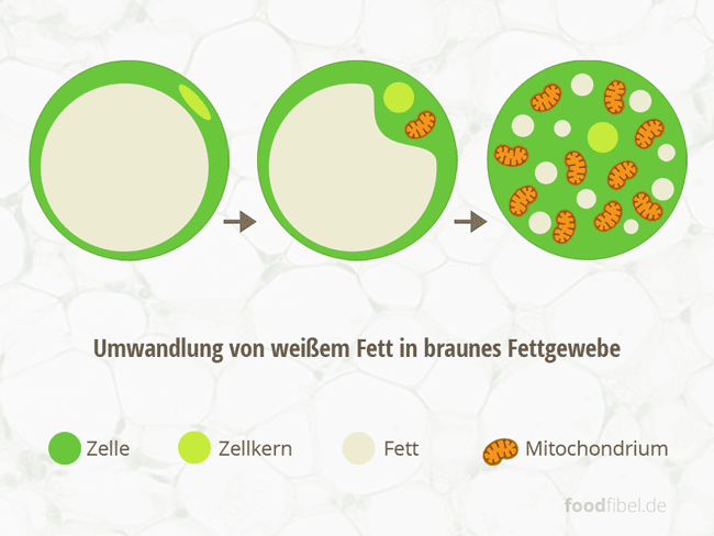 Umwandlung von weißem Fett in braunes Fettgewebe. Schema-Grafik Zelle, Zellkern, Fett, Mitochondrien. © foodfibel.de .