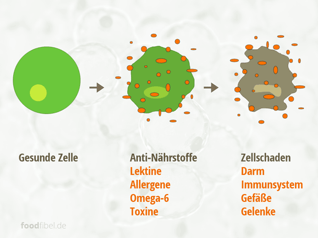 Eine gesunde Zelle entwickelt durch Anti-Nährstoffe Zellschäden. © Cells by Kateryna Kon; © foodfibel.de, eigenes Werk.