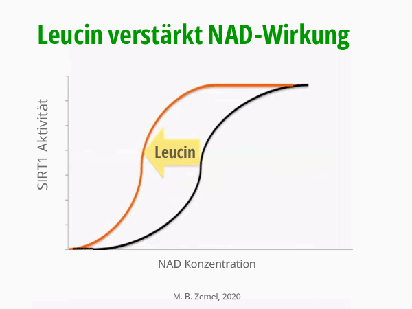 Leucin verstärkt NAD-Wirkung. Kurven-Diagramm SIRT1 Aktivität in Abhängigkeit von NAD-Konzentration, mit und ohne Leucin. M.B. Zemel, 2020. © foodfibel.de .