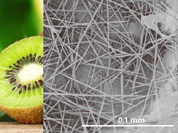 Elektronenmikroskop Fotografie: Calciumoxalat-Kristallnadeln in der Kiwi. © Konno et al., 2014.