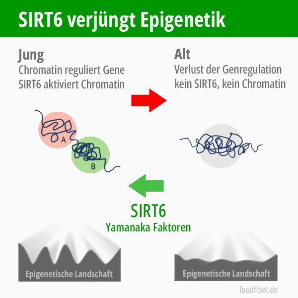Schaubild: SIRT 6 verjüngt Epigenetik durch Regulation der Chromatinstruktur. © foodfibel.de