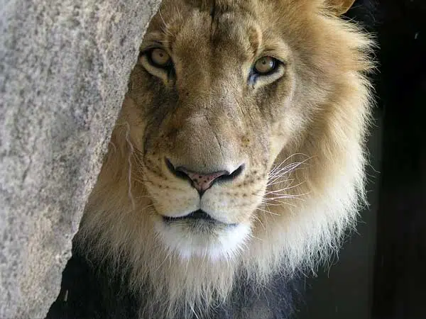 Foto: Löwe,© Ray Grau
rgdesign, Unsplash.com.