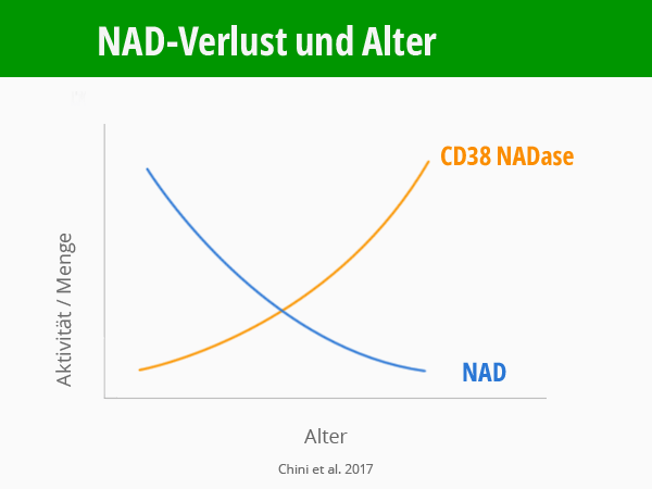 Infografik: NAD Verlust im Alter. Diagramm NAD und CD38. Chini et al. 2017. © foodfibel.de
