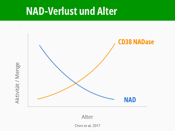 Infografik: NAD Verlust im Alter. Diagramm NAD und CD38. Chini et al. 2017. ©  Foodfibel.de