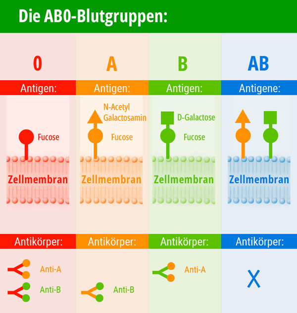 Infografik zu den AB0-Blutgruppen: Die Antigene in schematischer Darstellung, und die Antikörper. © Foodfibel.de