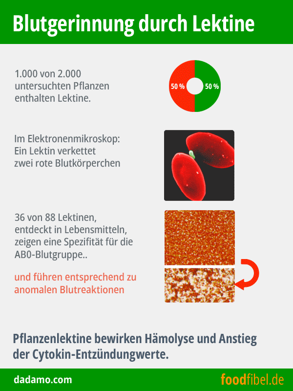 Blutgerinnung durch Lektine. © foodfibel.de