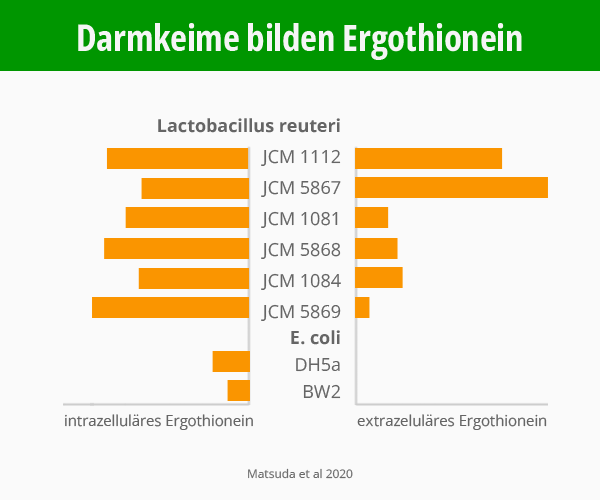 Infografik: Mikrobiom und Darmkeime bilden Ergothionein. Vergleich Lactobacillus reuteri JMC 1112 5867 mit E.coli. Matsuda et al 2020. © Foodfibel.de