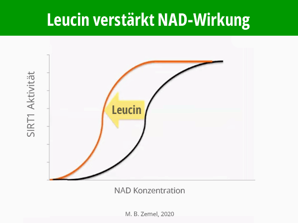 Infografik: Leucin verstärkt NAD-Wirkung. Kurven-Diagramm SIRT1 Aktivität in Abhängigkeit von NAD-Konzentration, mit und ohne Leucin. M.B. Zemel, 2020. © foodfibel.de .