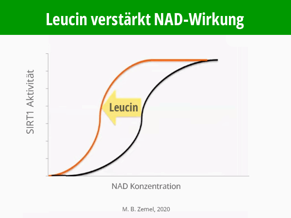 Infografik: Leucin verstärkt NAD-Wirkung. Kurven-Diagramm SIRT1 Aktivität in Abhängigkeit von NAD-Konzentration, mit und ohne Leucin. M.B. Zemel, 2020. © Foodfibel.de.