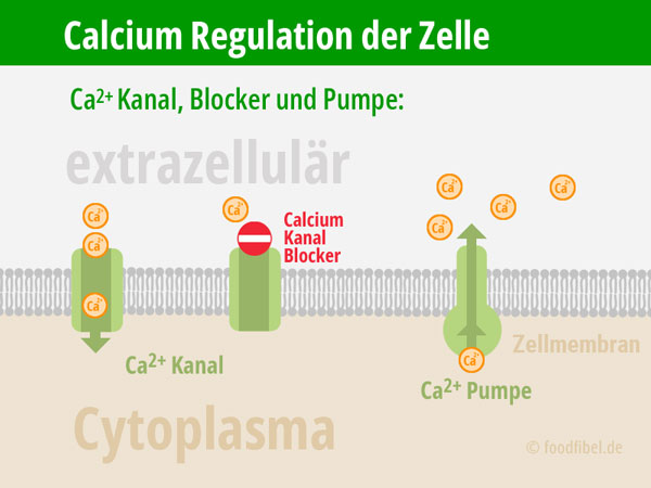 Schaubild: Zellmembran mit Calciumkanal, Calciumpumpe und Calciumkanal Blocker. © foodfibel.de