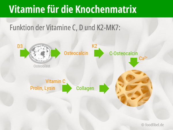 Wirkung von Vitmain D und Vitamin K2 auf Collagen und Knochenmatrix. © foodfibel.de