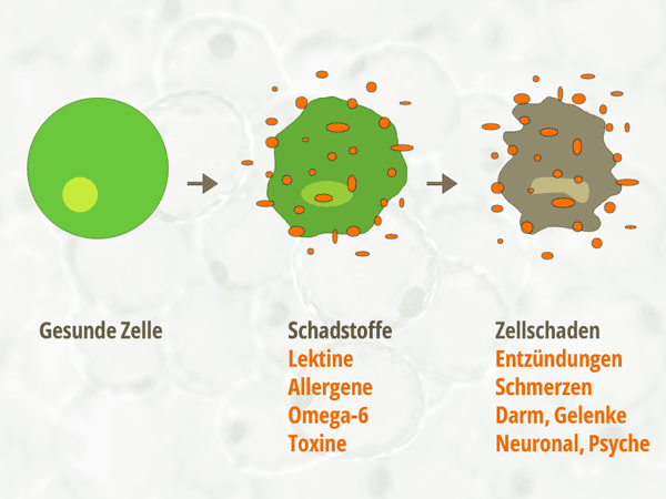 Infografik: Zellschädigung durch Lektine, Allergene, Omega-6 und Toxine ist der Auslöser für chronische Entzündungen, Schmerzen, Erkrankung von Darm, Gelenken, Gehirn und Psyche. © Foodfibel.de