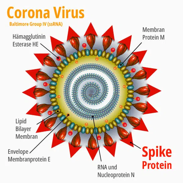 Schaubild: Coronavirus Hülle mit Spikeprotein.