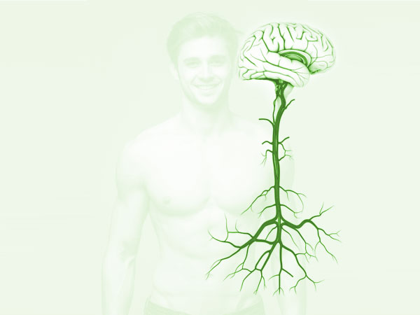 Schaubild: schematische Darstellung des Vagus Nervs. © foodfibel.de