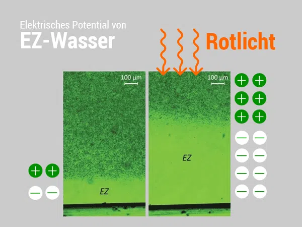 Das elektrische Potential von EZ-Wasser: Links eine dünne EZ. Rechts unter Rotlicht eine dicke EZ mit hohem Spannungspotential. © Prof. Gerald Pollack The Fourth Phase of Water. und © Foodfibel.de.