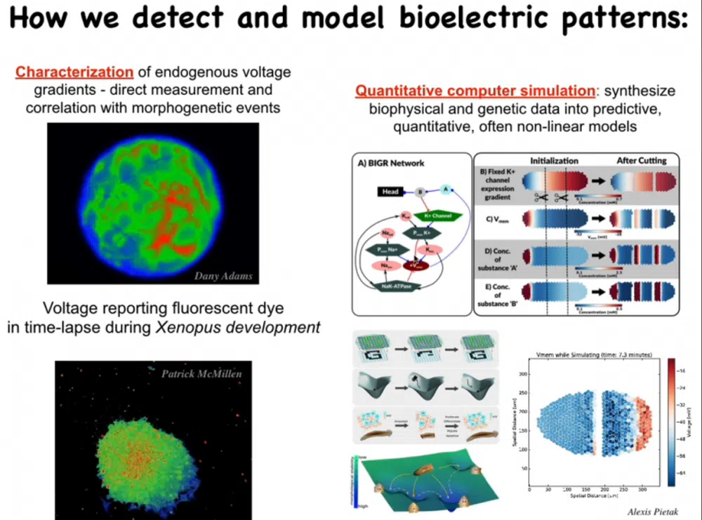 Screenshot: Youtube Video von Michael Levin. "How we detect and model bioelectric patterns"
